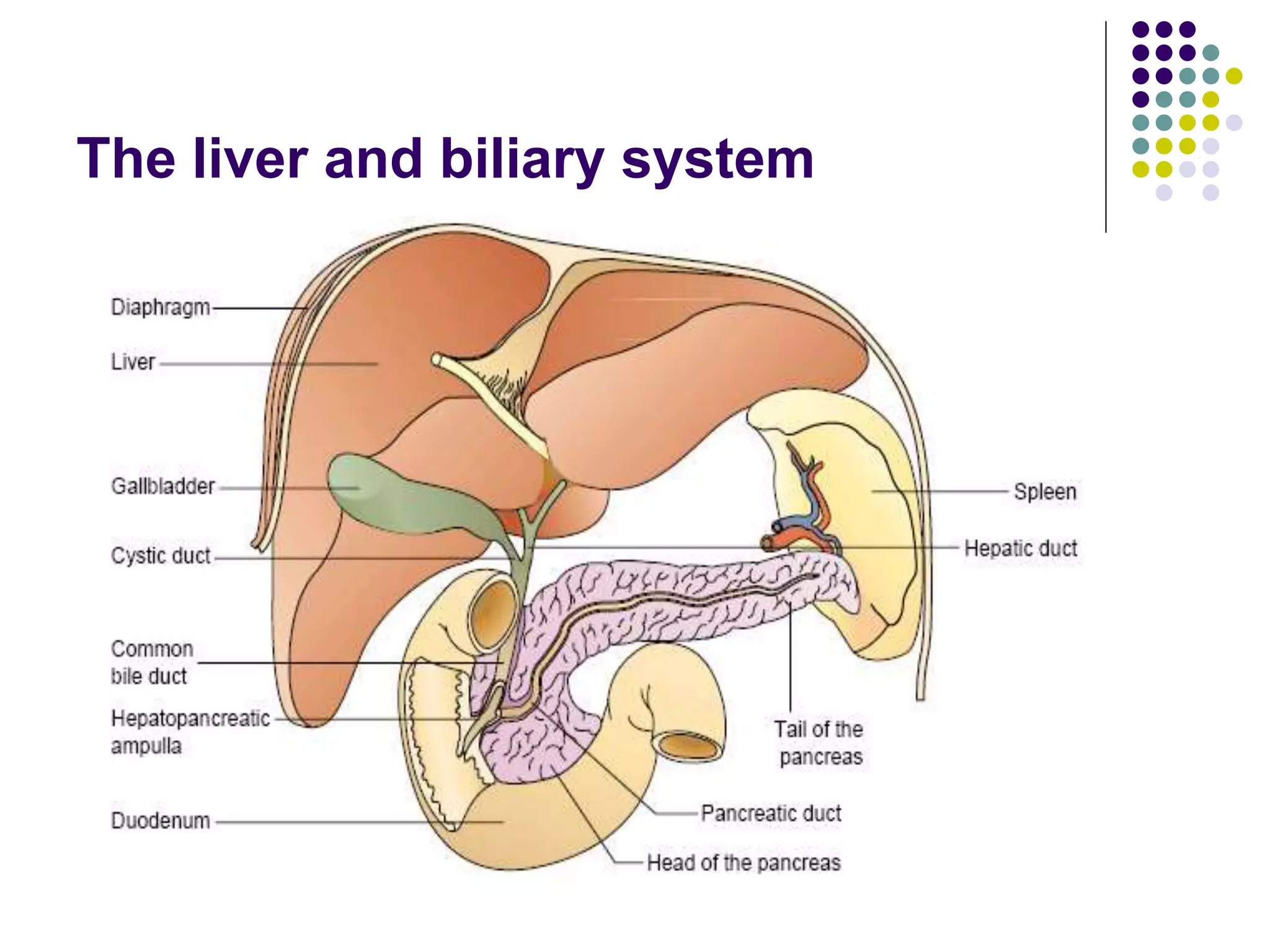 The liver and biliary system
 
