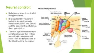 Neural control:
 Body temperature is controlled
by hypothalamus.
 It is regulated by neurons in
both the pre-optic anterior
hypothalamus(heat loss centre)
and the posterior hypothalamus
(heat gain centre)
 The heat signals received from
peripheral nerves that reflect
warmth/cold receptors and
other from the temperature of
the blood bathing the region.
 