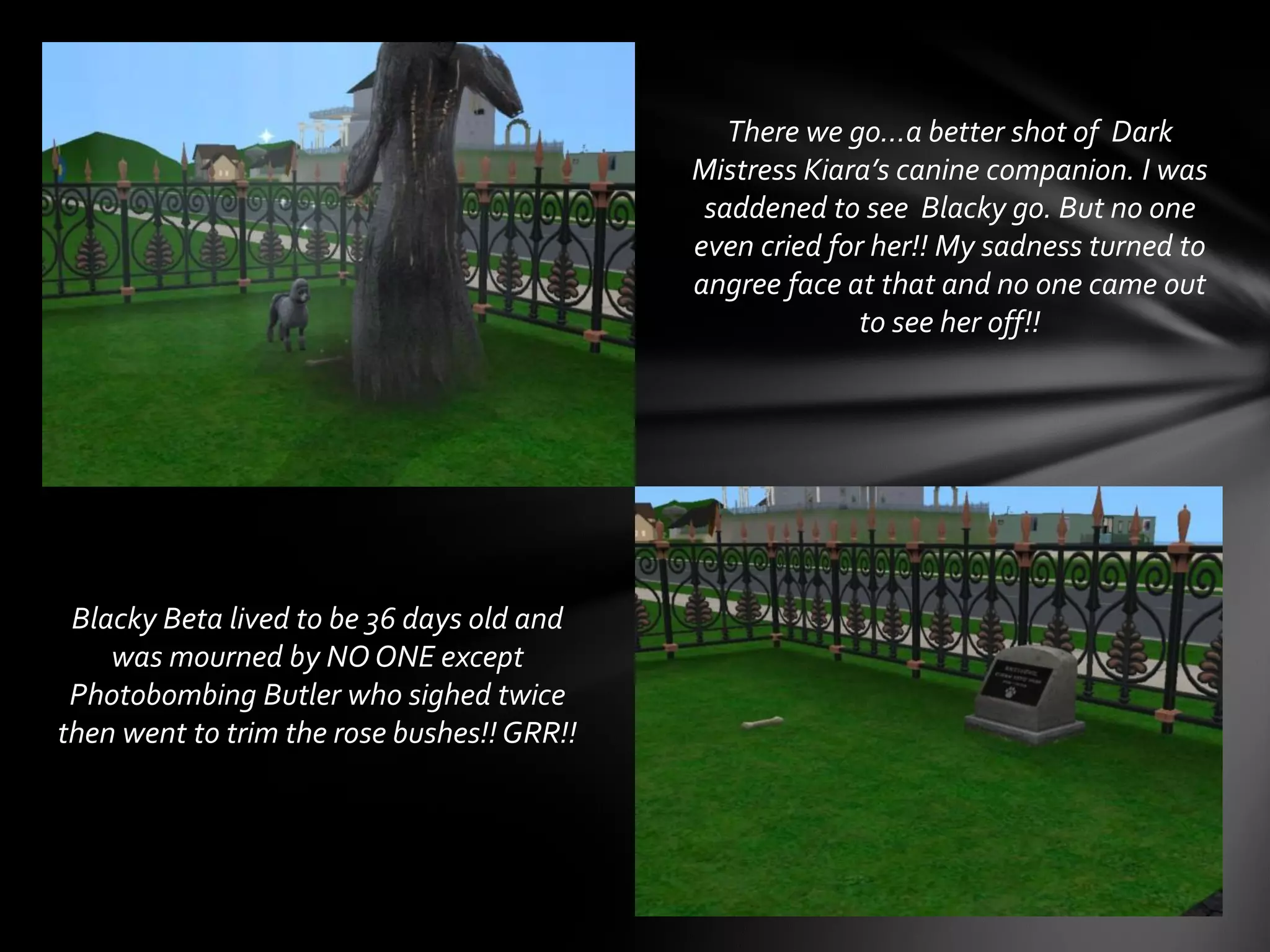 There we go…a better shot of Dark
Mistress Kiara’s canine companion. I was
saddened to see Blacky go. But no one
even cried for her!! My sadness turned to
angree face at that and no one came out
to see her off!!
Blacky Beta lived to be 36 days old and
was mourned by NO ONE except
Photobombing Butler who sighed twice
then went to trim the rose bushes!! GRR!!
 