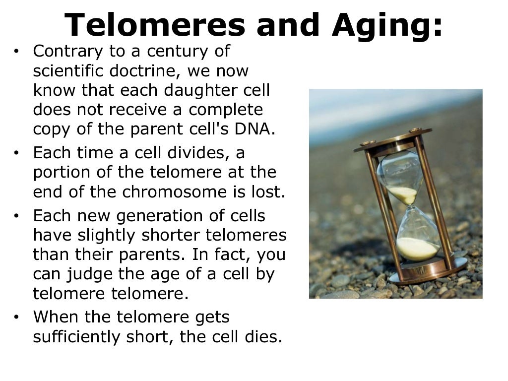 Altering The Clock With Telomeres and Telomerase The Key To…