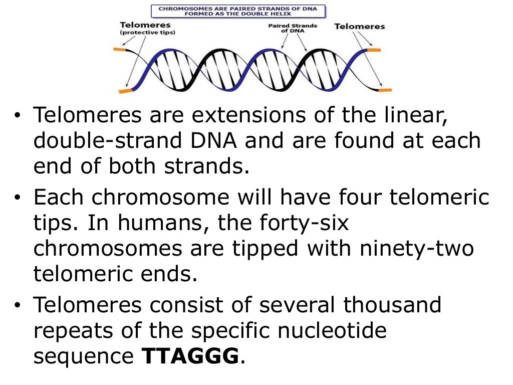Altering The Clock With Telomeres and Telomerase The Key To…