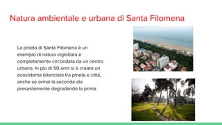 Natura ambientale e urbana di Santa Filomena
La pineta di Santa Filomena è un
esempio di natura inglobata e
completamente circondata da un centro
urbano. In più di 50 anni si è creato un
ecosistema bilanciato tra pineta e città,
anche se ormai la seconda sta
presantemente degradando la prima.
 