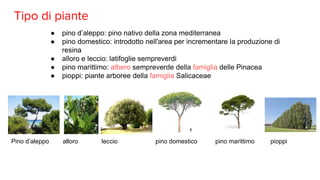 Tipo di piante
● pino d’aleppo: pino nativo della zona mediterranea
● pino domestico: introdotto nell'area per incrementare la produzione di
resina
● alloro e leccio: latifoglie sempreverdi
● pino marittimo: albero sempreverde della famiglia delle Pinacea
● pioppi: piante arboree della famiglia Salicaceae
Pino d’aleppo alloro leccio pino domestico pino marittimo pioppi
 