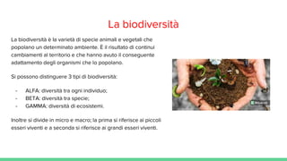 La biodiversità
La biodiversità è la varietà di specie animali e vegetali che
popolano un determinato ambiente. È il risultato di continui
cambiamenti al territorio e che hanno avuto il conseguente
adattamento degli organismi che lo popolano.
Si possono distinguere 3 tipi di biodiversità:
- ALFA: diversità tra ogni individuo;
- BETA: diversità tra specie;
- GAMMA: diversità di ecosistemi.
Inoltre si divide in micro e macro; la prima si riferisce ai piccoli
esseri viventi e a seconda si riferisce ai grandi esseri viventi.
 
