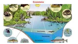 Ecosistema
 