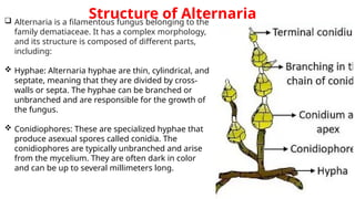 Comprehensive Study of Alternaria Fungus: Structure, Habitat, and ...