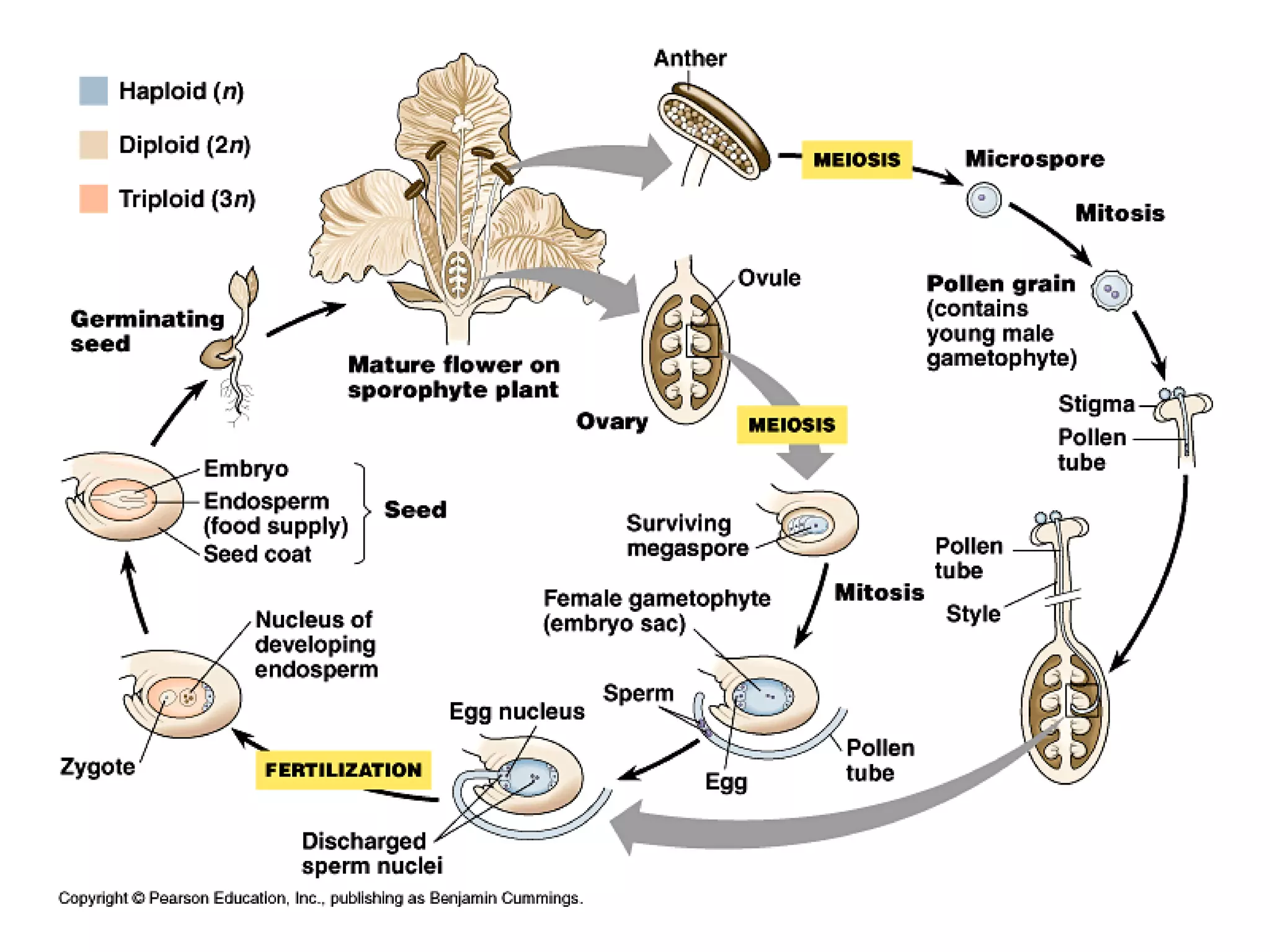 Alternation of generations