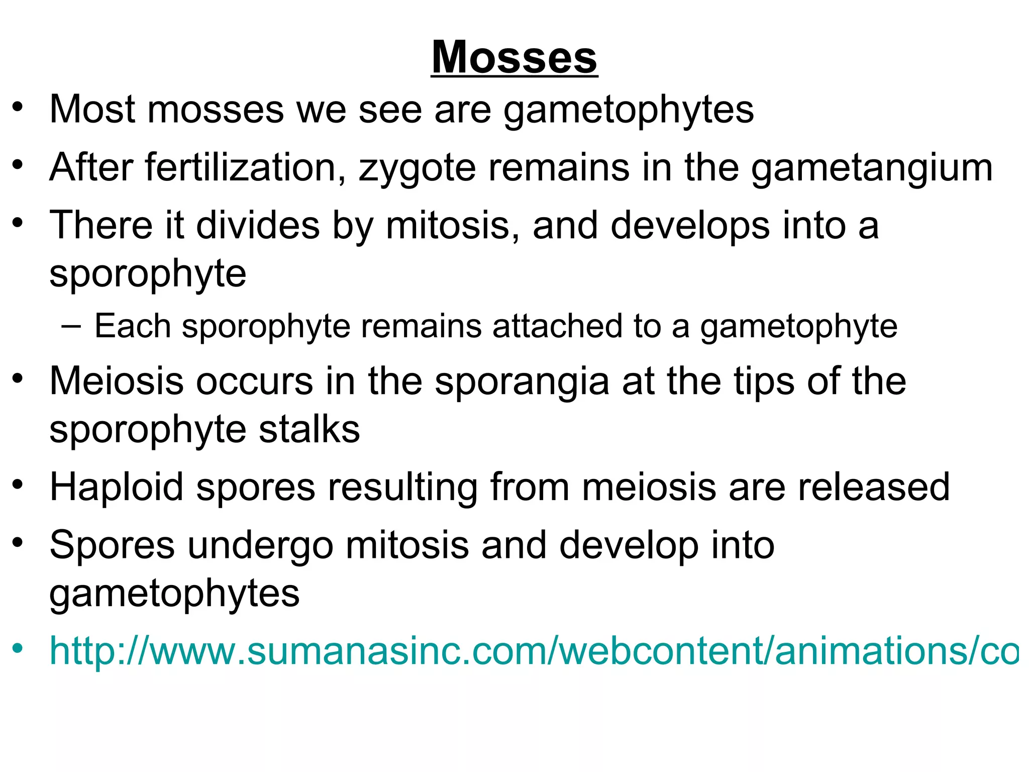 Mosses
• Most mosses we see are gametophytes
• After fertilization, zygote remains in the gametangium
• There it divides by mitosis, and develops into a
  sporophyte
  – Each sporophyte remains attached to a gametophyte
• Meiosis occurs in the sporangia at the tips of the
  sporophyte stalks
• Haploid spores resulting from meiosis are released
• Spores undergo mitosis and develop into
  gametophytes
• http://www.sumanasinc.com/webcontent/animations/con
 
