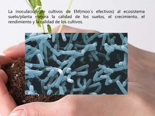 La inoculación de cultivos de EM(moo´s efectivos) al ecosistema
suelo/planta mejora la calidad de los suelos, el crecimiento, el
rendimiento y la calidad de los cultivos.
 