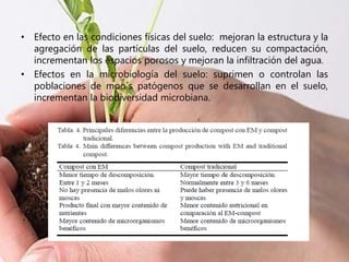 • Efecto en las condiciones físicas del suelo: mejoran la estructura y la
agregación de las partículas del suelo, reducen su compactación,
incrementan los espacios porosos y mejoran la infiltración del agua.
• Efectos en la microbiología del suelo: suprimen o controlan las
poblaciones de moo´s patógenos que se desarrollan en el suelo,
incrementan la biodiversidad microbiana.
 