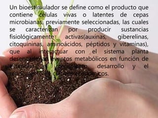 Un bioestimulador se define como el producto que
contiene células vivas o latentes de cepas
microbianas, previamente seleccionadas, las cuales
se caracterizan por producir sustancias
fisiológicamente activas(auxinas, giberelinas,
citoquininas, aminoácidos, péptidos y vitaminas),
que al interactuar con el sistema planta
desencadenan eventos metabólicos en función de
estimular el crecimiento, desarrollo y el
rendimiento de cultivos económicos.
 