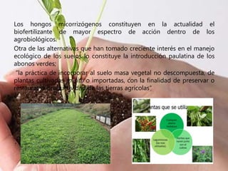 Los hongos micorrizógenos constituyen en la actualidad el
biofertilizante de mayor espectro de acción dentro de los
agrobiológicos.
Otra de las alternativas que han tomado creciente interés en el manejo
ecológico de los suelos lo constituye la introducción paulatina de los
abonos verdes;
“la práctica de incorporar al suelo masa vegetal no descompuesta, de
plantas cultivadas in situ o importadas, con la finalidad de preservar o
restaurar la productividad de las tierras agrícolas”
 