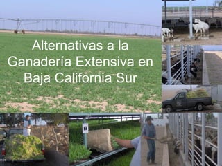 Alternativas a la
Ganadería Extensiva en
  Baja California Sur
 