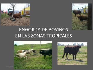ENGORDA DE BOVINOS
EN LAS ZONAS TROPICALES
18/10/2023 1
 