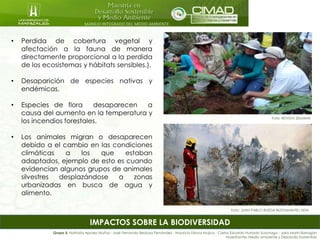 MANEJO INTEGRADO DEL MEDIO AMBIENTE
IMPACTOS SOBRE LA BIODIVERSIDAD
• Perdida de cobertura vegetal y
afectación a la fauna de manera
directamente proporcional a la perdida
de los ecosistemas y hábitats sensibles.).
• Desaparición de especies nativas y
endémicas.
• Especies de flora desaparecen a
causa del aumento en la temperatura y
los incendios forestales.
• Los animales migran o desaparecen
debido a el cambio en las condiciones
climáticas a los que estaban
adaptados, ejemplo de esto es cuando
evidencian algunos grupos de animales
silvestres desplazándose a zonas
urbanizadas en busca de agua y
alimento.
Grupo 5: Nathalia Apraez Muñoz - José Fernando Bedoya Fernández - Mauricio Eslava Mujica - Carlos Eduardo Hurtado Suzunaga - Jairo Marín Barragán
Maestrantes Medio ambiente y Desarrollo Sostenible
Foto: JUAN PABLO RUEDA BUSTAMANTE/ ADN
Foto: REVISTA SEMANA
 