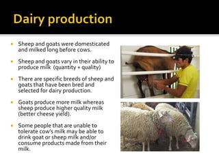  Sheep and goats were domesticated
and milked long before cows.
 Sheep and goats vary in their ability to
produce milk (quantity + quality)
 There are specific breeds of sheep and
goats that have been bred and
selected for dairy production.
 Goats produce more milk whereas
sheep produce higher quality milk
(better cheese yield).
 Some people that are unable to
tolerate cow’s milk may be able to
drink goat or sheep milk and/or
consume products made from their
milk.
 