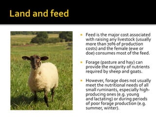  Feed is the major cost associated
with raising any livestock (usually
more than 70% of production
costs) and the female (ewe or
doe) consumes most of the feed.
 Forage (pasture and hay) can
provide the majority of nutrients
required by sheep and goats.
 However, forage does not usually
meet the nutritional needs of all
small ruminants, especially high-
producing ones (e.g. young
and lactating) or during periods
of poor forage production (e.g.
summer, winter).
 