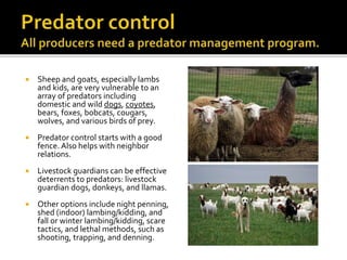  Sheep and goats, especially lambs
and kids, are very vulnerable to an
array of predators including
domestic and wild dogs, coyotes,
bears, foxes, bobcats, cougars,
wolves, and various birds of prey.
 Predator control starts with a good
fence. Also helps with neighbor
relations.
 Livestock guardians can be effective
deterrents to predators: livestock
guardian dogs, donkeys, and llamas.
 Other options include night penning,
shed (indoor) lambing/kidding, and
fall or winter lambing/kidding, scare
tactics, and lethal methods, such as
shooting, trapping, and denning.
 