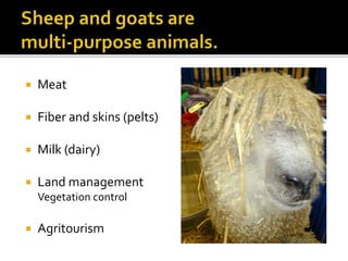  Meat
 Fiber and skins (pelts)
 Milk (dairy)
 Land management
Vegetation control
 Agritourism
 