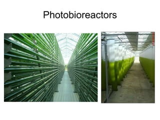 Photobioreactors 