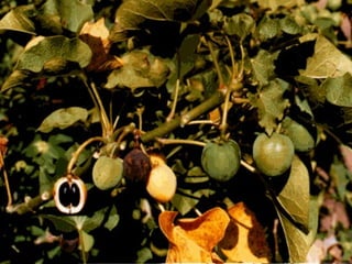 Alternative fuels_ thiru