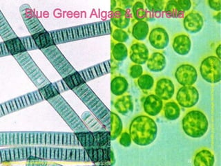 http://chlorella.joyau-vert.ch/page.html?language=en&id=10
http://www.ucmp.berkeley.edu/bacteria/cyanointro.html 22
 