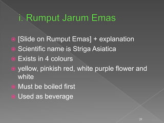  [Slide on Rumput Emas] + explanation
 Scientific name is Striga Asiatica
 Exists in 4 colours
 yellow, pinkish red, white purple flower and
white
 Must be boiled first
 Used as beverage
29
 