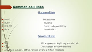 Common cell lines
Human cell lines
 MCF-7 breast cancer
 HL 60 leukemia
 HEK-293 human embryonic kidney
 HeLa Henrietta lacks
Primate cell lines
 Vero African green monkey kidney epithelial cells
 Cos-7 African green monkey kidney cells
 And others such as CHO from hamster, sF9 and sF21 from insect cells
 