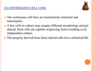 (2) CONTINUOUS CELL LINE:
The continuous cell lines are transformed, immortal and
tumorigenic.
A few cells in culture may acquire different morphology and get
altered. Such cells are capable of growing faster resulting in an
independent culture.
The progeny derived from these altered cells have unlimited life.
 