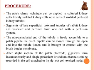 PROCEDURE:
 The patch clamp technique can be applied to cultured kidney
cells freshly isolated kidney cells or to cells of isolated perfused
kidney tubules.
 Segments of late superficial proximal tubules of rabbit kidney
are dissected and perfused from one end with a perfusion
system.
 The non-cannulated end of the tubule is freely accessible to a
patch pipette the patch pipette can be moved through the open
end into the tubule lumen and is brought in contact with the
brush border membrane.
 After slight suction of the patch electrode, gigaseals form
instantaneously and single potassium or sodium channels can be
recorded in the cell-attached or inside- out cell-excised modal.
 