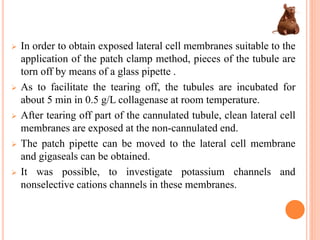 In order to obtain exposed lateral cell membranes suitable to the
application of the patch clamp method, pieces of the tubule are
torn off by means of a glass pipette .
As to facilitate the tearing off, the tubules are incubated for
about 5 min in 0.5 g/L collagenase at room temperature.
After tearing off part of the cannulated tubule, clean lateral cell
membranes are exposed at the non-cannulated end.
The patch pipette can be moved to the lateral cell membrane
and gigaseals can be obtained.
It was possible, to investigate potassium channels and
nonselective cations channels in these membranes.
 