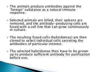  The animals produce antibodies against the
‘foreign’ substance as a natural immune
response.
 Selected animals are killed, their spleens are
removed, and the antibody-producing cells are
fused with a cell line that can grow continuously
in culture.
 The resulting fused cells (hybridomas) are then
cloned to select individual cells secreting the
antibodies of particular interest.
 The selected hybridomas then have to be grown
up to produce sufficient antibody for purification
before use.
 
