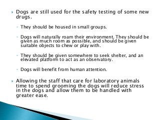  Dogs are still used for the safety testing of some new
drugs.
◦ They should be housed in small groups.
◦ Dogs will naturally roam their environment. They should be
given as much room as possible, and should be given
suitable objects to chew or play with.
◦ They should be given somewhere to seek shelter, and an
elevated platform to act as an observatory.
◦ Dogs will benefit from human attention.
 Allowing the staff that care for laboratory animals
time to spend grooming the dogs will reduce stress
in the dogs and allow them to be handled with
greater ease.
 