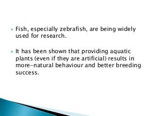  Fish, especially zebrafish, are being widely
used for research.
 It has been shown that providing aquatic
plants (even if they are artificial) results in
more-natural behaviour and better breeding
success.
 