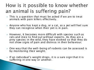  This is a question that must be asked if we are to treat
animals with pain killers effectively.
 Anyone who has kept a dog, or a cat, as a pet will feel sure
they can recognise when their pet is in pain.
 However, it becomes more difficult with species such as
rats and mice to find out without experts. As they are a
prey species in the wild, they have evolved so that they do
not show signs of pain and distress in their behaviour.
 One way that the well-being of rodents can be assessed is
by monitoring their weight.
 If an individual’s weight drops, it is a sure sign that it is
suffering in one way or another.
 