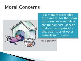 Is it morally acceptable
for humans, for their own
purposes, to manipulate
the fundamental genetic
make-up and principle
characteristics of other
animals in this way?
 