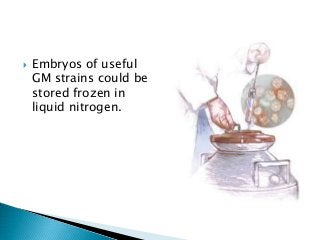  Embryos of useful
GM strains could be
stored frozen in
liquid nitrogen.
 