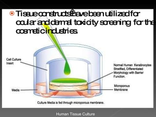 Tissue constructs have been utilized for ocular and dermal toxicity screening  for the cosmetic industries. Human Tissue Culture  