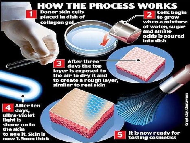 Alternatives To Animal Testing