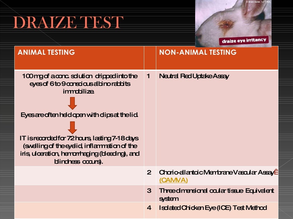Alternatives To Animal Testing