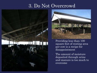• Providing less than 100
square feet of resting area
per cow is a recipe for
disappointment
• The amount of moisture
deposited through urine
and manure is too much to
overcome
3. Do Not Overcrowd
 