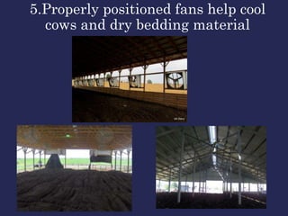 5.Properly positioned fans help cool
cows and dry bedding material
 
