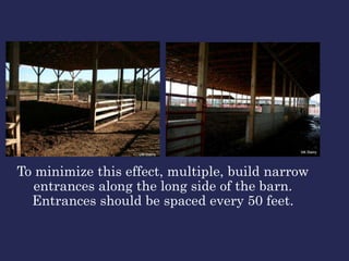 To minimize this effect, multiple, build narrow
entrances along the long side of the barn.
Entrances should be spaced every 50 feet.
 