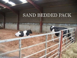 SAND BEDDED PACK
 