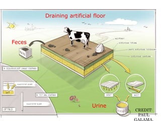 DRAINING FLOORDraining artificial floor
Feces
Urine
CREDIT:
PAUL
 