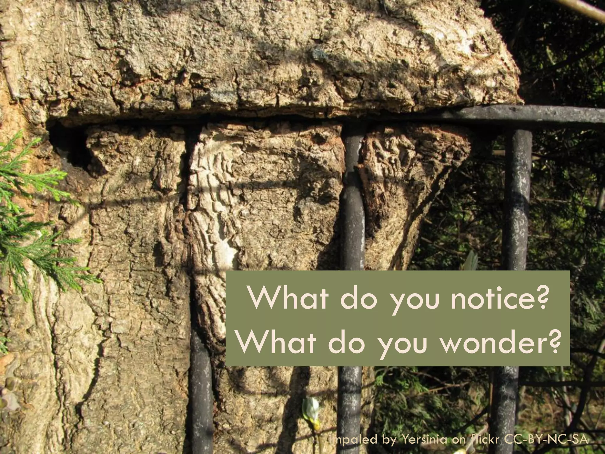 What do you notice?
What do you wonder?
21

Alternatives to Lecture

impaled by Yersinia on flickr CC-BY-NC-SA

 