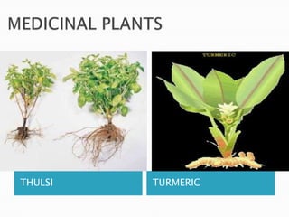 THULSI   TURMERIC
 