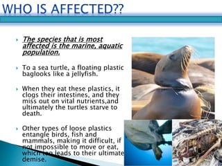  The species that is most 
affected is the marine, aquatic 
population. 
 To a sea turtle, a floating plastic 
baglooks like a jellyfish. 
 When they eat these plastics, it 
clogs their intestines, and they 
miss out on vital nutrients,and 
ultimately the turtles starve to 
death. 
 Other types of loose plastics 
entangle birds, fish and 
mammals, making it difficult, if 
not impossible to move or eat, 
which too leads to their ultimate 
demise. 
 