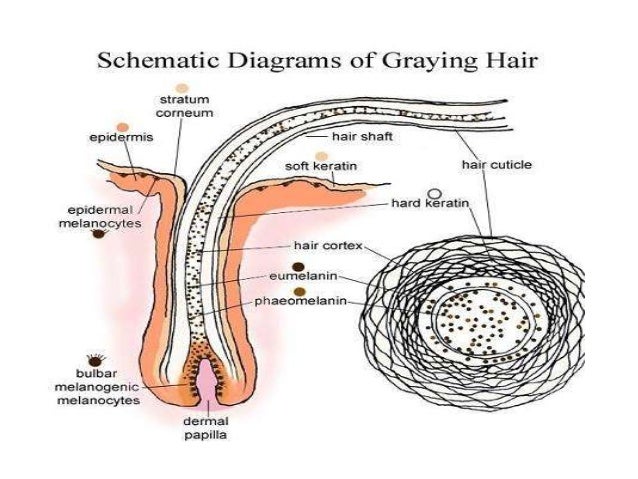 Natural Treatments For Gray Hair Reversing Gray Hair Naturally