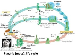 Alternation of generation in archegoniates | PPTX